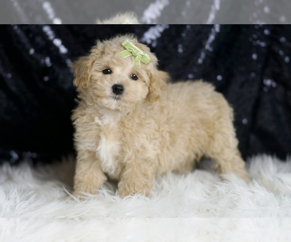 Medium Photo #4 Maltipoo Puppy For Sale in WARSAW, IN, USA