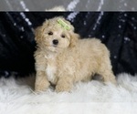 Small #3 Maltipoo
