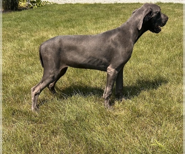 Medium Photo #6 Great Dane Puppy For Sale in MIDDLEBURY, IN, USA