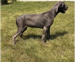 Small Photo #6 Great Dane Puppy For Sale in MIDDLEBURY, IN, USA