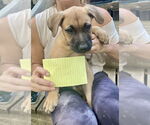Small #2 Labrador Retriever Mix