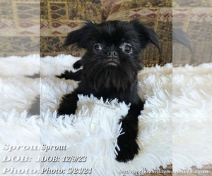 Brussels Griffon Puppy for Sale in TEMPE, Arizona USA