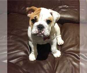 English Bulldog Puppy for sale in WEATHERFORD, TX, USA