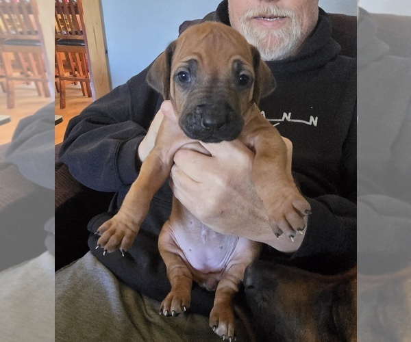 Medium Photo #2 Rhodesian Ridgeback Puppy For Sale in ALBA, TX, USA