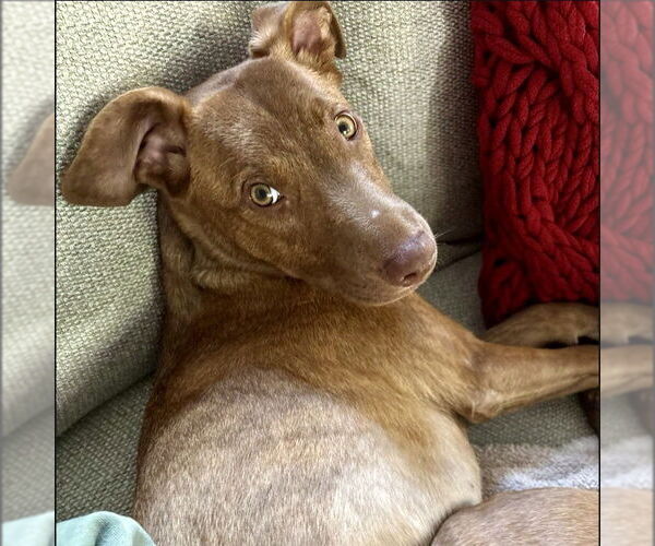 Medium Photo #3 Mutt Puppy For Sale in San Juan Capistrano, CA, USA