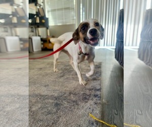 Jack-A-Bee Dogs for adoption in La Verne, CA, USA