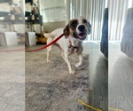 Maple - Female Jack-A-Bee Dog for Adoption - Small photo