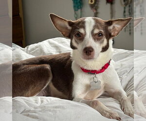 Posey (VA) - Female Rat Terrier Dog for Adoption - Photo #4