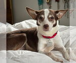 Small Photo #4 Rat Terrier Puppy For Sale in Atlanta, GA, USA
