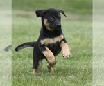 Small #2 Borador