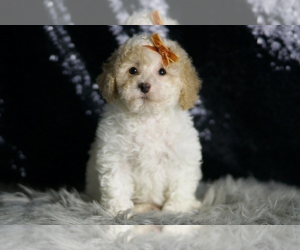 Medium Photo #78 Maltipoo (Miniature) Puppy For Sale in WARSAW, IN, USA