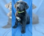 Small Photo #4 Border Collie-Golden Retriever Mix Puppy For Sale in PALM COAST, FL, USA