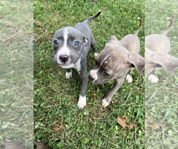 Medium Photo #3 American Pit Bull Terrier-Unknown Mix Puppy For Sale in Derwood, MD, USA