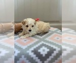 Small Photo #3 Maltipoo Puppy For Sale in MOREHEAD, KY, USA