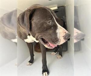 American Pit Bull Terrier Dogs for adoption in Houston, TX, USA