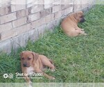 Small Photo #2 Cane Corso Puppy For Sale in TOMBALL, TX, USA