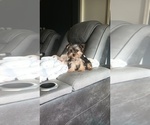 Small #3 Yorkshire Terrier