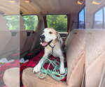 Small #2 Great Dane Mix