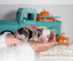 Small #3 Border Collie