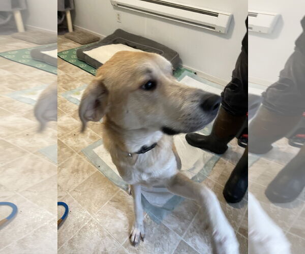 Medium Photo #4 Labrenees Puppy For Sale in York, SC, USA