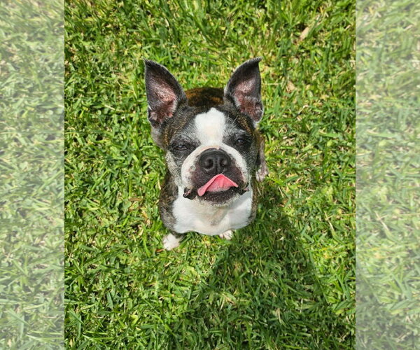 Medium Photo #1 Boston Terrier-Unknown Mix Puppy For Sale in Morganville, NJ, USA