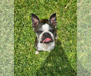 Boston Terrier-Unknown Mix Dogs for adoption in Morganville, NJ, USA