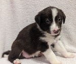Small Photo #2 Border Collie Puppy For Sale in HARRISON, ID, USA