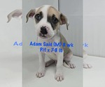 Small #3 American Pit Bull Terrier Mix