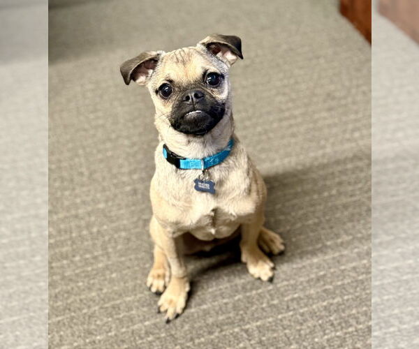 Medium Photo #5 Puggle Puppy For Sale in Corona, CA, USA