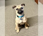 Small #4 Puggle