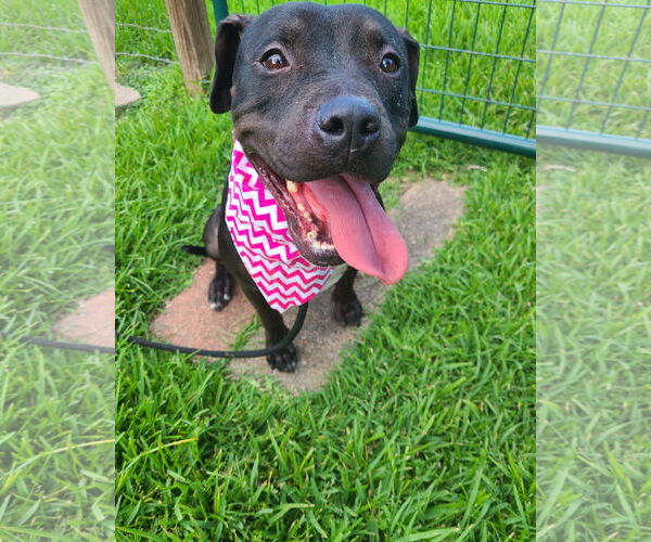 Medium Photo #35 American Staffordshire Terrier-Unknown Mix Puppy For Sale in Rosenberg, TX, USA