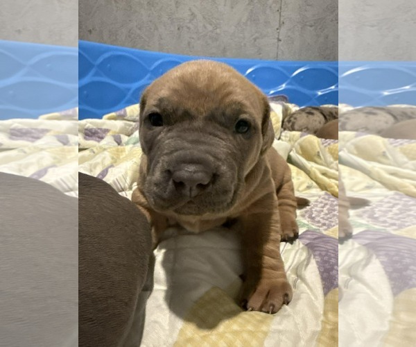 Medium Photo #1 Mutt Puppy For Sale in Binghamton, NY, USA