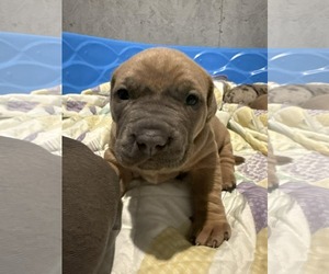 Mutt Dogs for adoption in Binghamton, NY, USA