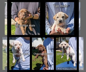 American Pit Bull Terrier-Labrador Retriever Mix Puppy for sale in CAMARILLO, CA, USA