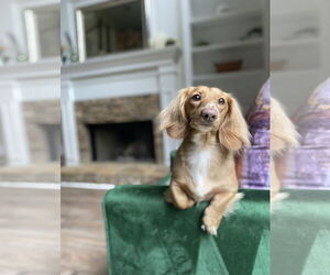 Dachshund Dogs for adoption in Fruitland, SC, USA