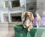 Small Dachshund