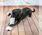 Small #4 Labrador Retriever-Pug Mix