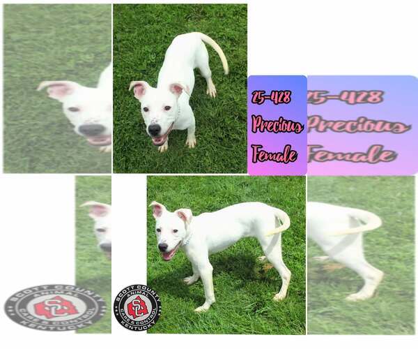Medium Photo #3  Puppy For Sale in , 