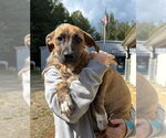 Small Photo #2 Labrador Retriever-Unknown Mix Puppy For Sale in Elmsford, NY, USA