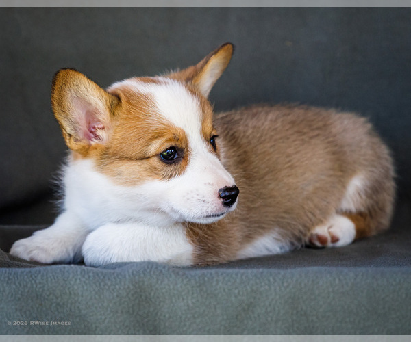 Medium Photo #19 Pembroke Welsh Corgi Puppy For Sale in WAKARUSA, IN, USA