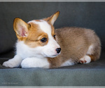 Small Photo #19 Pembroke Welsh Corgi Puppy For Sale in WAKARUSA, IN, USA