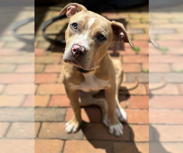 Medium Photo #17 American Pit Bull Terrier-Labrador Retriever Mix Puppy For Sale in Derwood, MD, USA