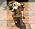 Small #16 American Pit Bull Terrier-Labrador Retriever Mix