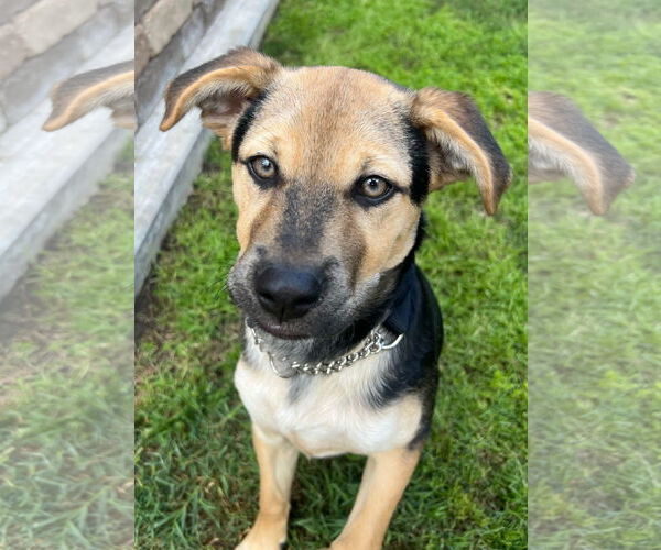 Medium Photo #3 Minnie Jack Puppy For Sale in Escondido, CA, USA