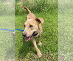 Small #7 Labrador Retriever Mix