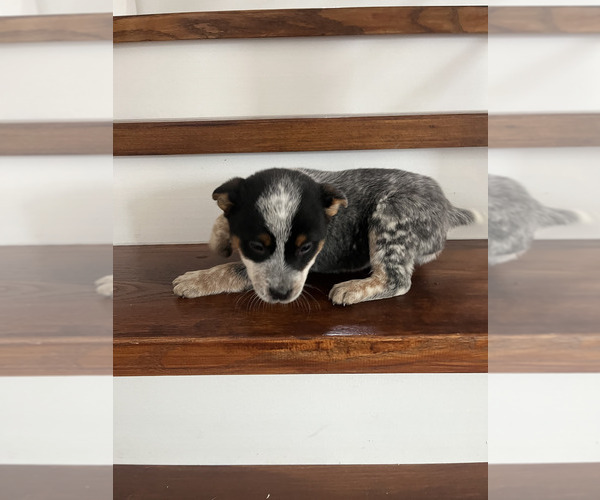 Medium Photo #1 Australian Cattle Dog Puppy For Sale in PUYALLUP, WA, USA