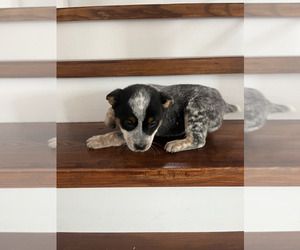 Australian Cattle Dog Puppy for sale in PUYALLUP, WA, USA