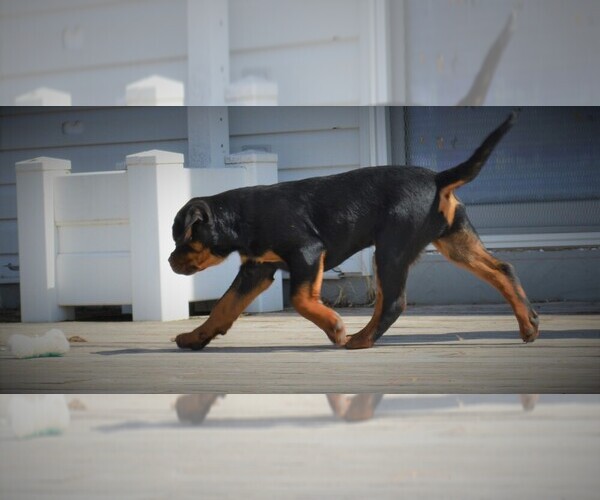 Medium Photo #12 Rottweiler Puppy For Sale in OGALLALA, NE, USA