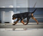 Small Photo #12 Rottweiler Puppy For Sale in OGALLALA, NE, USA