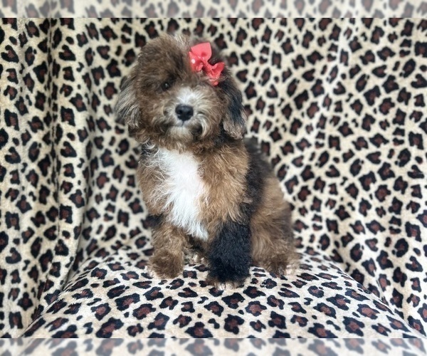 Medium Photo #1 ShihPoo Puppy For Sale in LAKELAND, FL, USA